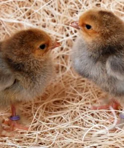 Buff Brahma Chicks
